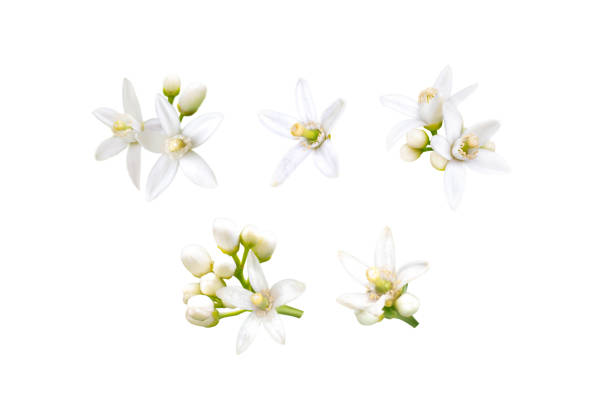 Neroli or azahar white fragrant flowers and buds set isolated on white