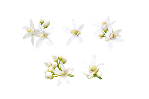 Beautiful white blooming Phalaenopsis flowers isolated on black background, purple, white colors. Close-up studio photography.