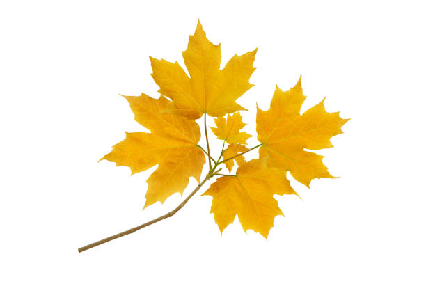 istock Maple tree branch with autumn yellow leaves 1148806048