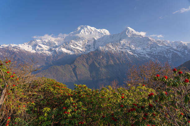 istock Annapurna mountain range view from Mardi Himal trek, Himalayas mountain, Nepal 1148806331