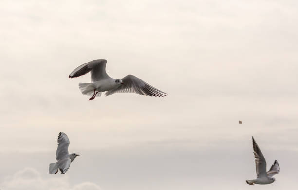 istock wild seagull bird flying over bosphorus istanbul turkey 1148806890