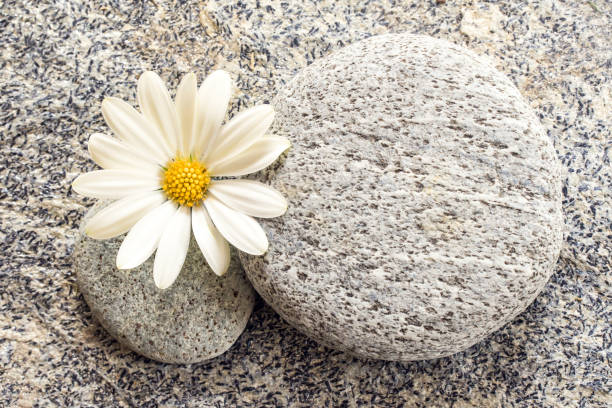 istock Stone and pebble background with a daisy 1148807506