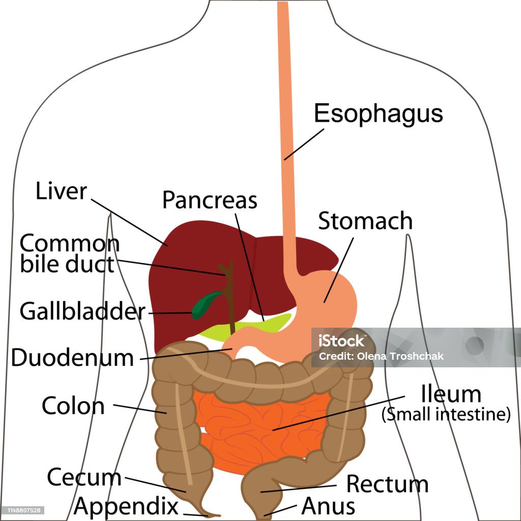 소화 시스템 차트 인체의 소화 기관 인간의 신체 생리학의 벡터 일러스트 레이 션 결장에 대한 스톡 벡터 아트 및 기타 이미지 - 결장,  0명, 개념 - Istock