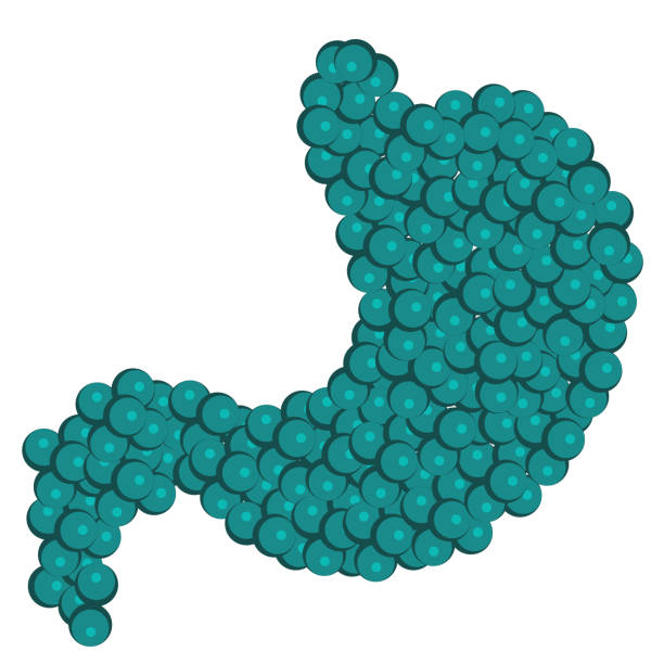 illustrations, cliparts, dessins animés et icônes de forme de cellules d’enzymes vecteur illustration vue de plan rapproché.  biotechnologie du système digestif - molecule glucose chemistry biochemistry