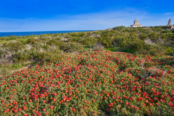 lighthouse of nova tabarca island spain - island of tabarca imagens e fotografias de stock