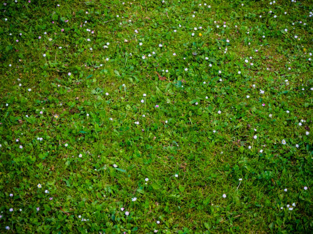 istock texture and background of grass with small flowers 1148808618