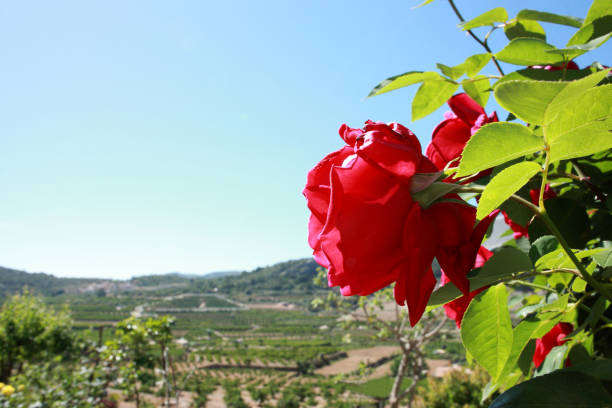 istock Red Scented Roses with Landscape Background 1148809669