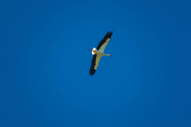 istock a stork flies in nice weather in the blue sky 1148810695