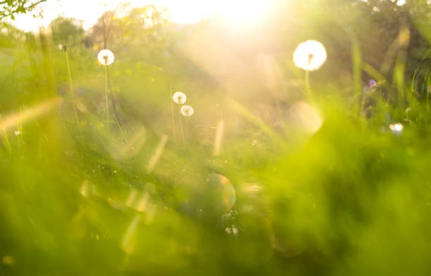 istock grass and dandelions background in the sunshine during sunset. 1148811154