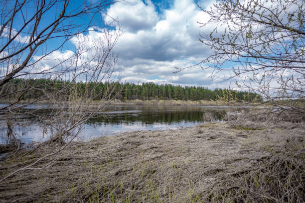 istock reflection of a tree in a lake in the forest 1148811190