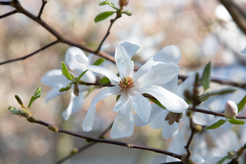 The white and highly fragrant many-petaled flowers of the White Ballerina Magnolia - Magnolia x loebneri 'Ballerina'.