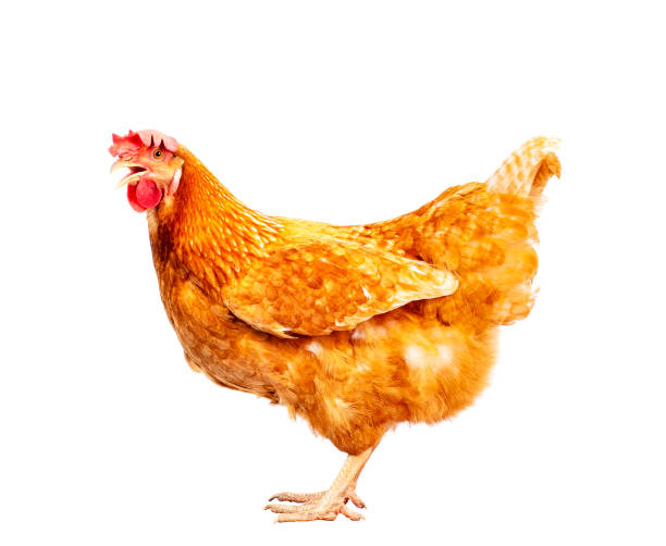 istock full body of brown chicken 1148812293