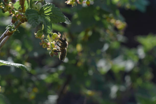 istock Bee pollinates blooming currant flowers. Dark green background. 1148812326