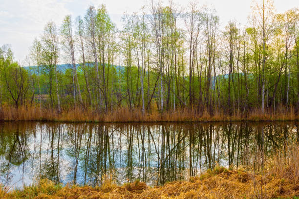 istock Trees In a row on the pond 1148812562