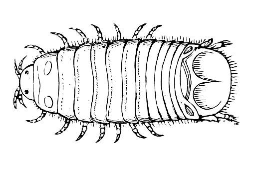 Illustration of a Limnoria lignorum, commonly known as the gribble