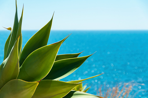 Agave plants near blue sea on the coast of Spain