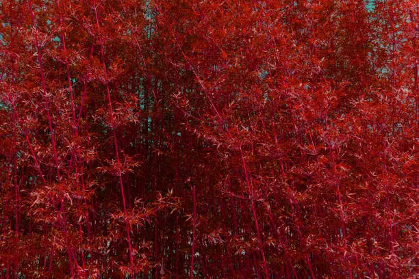 Photo of abstct red bamboo texture