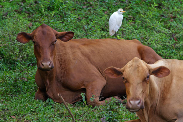 Red Poll Cattle & Cattle Egret (Bubulcus ibis) Jamainan Red Poll Cattle & Cattle Egret (Bubulcus ibis ibis) two cows lying down with an egret standing on one"n"nMarshall's Pen, Jamaica               December cattle egret photos stock pictures, royalty-free photos & images