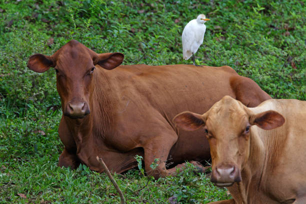 red poll cattle & cattle egret (bubulcus ibis) - egret water bird wildlife nature imagens e fotografias de stock