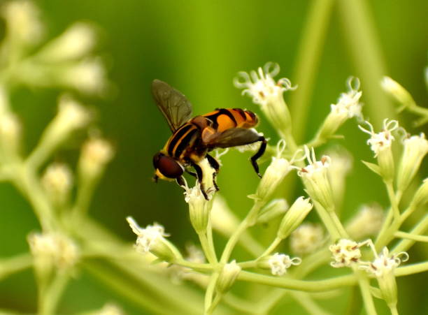 istock Closeup of bee sitting on a flower 1148815426