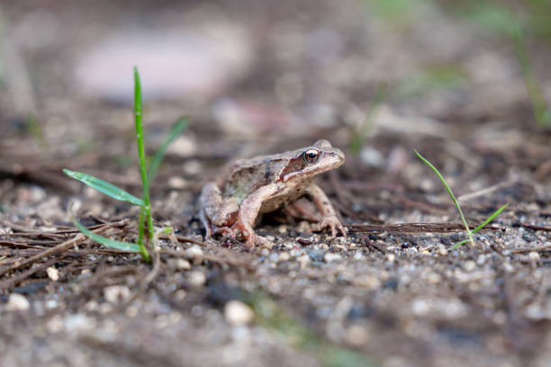 frog in the grass in the forest