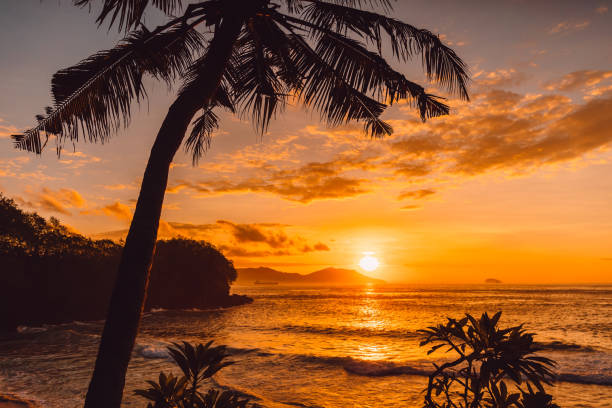 istock Coconut palms and sunrise at tropical beach with sea 1148817274