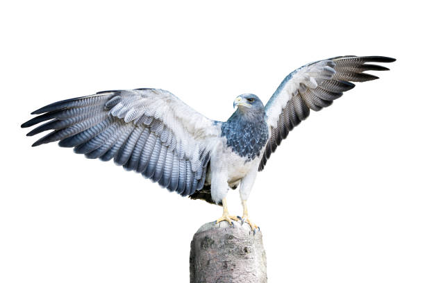 Aguja Hawk Family Isolated Aguja, a bird in the hawk family standing on a dead tree stump with spread wings, about to take flight. Isolated on white. Clipping Path included. hawk bird photos stock pictures, royalty-free photos & images
