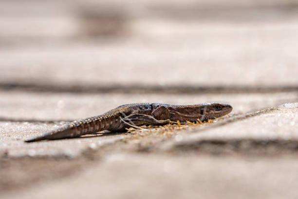 istock lizard on a stone in the forest 1148818857