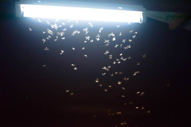 istock moth flying in the fire ,the neon light in night time, it's raining time. 1148819182