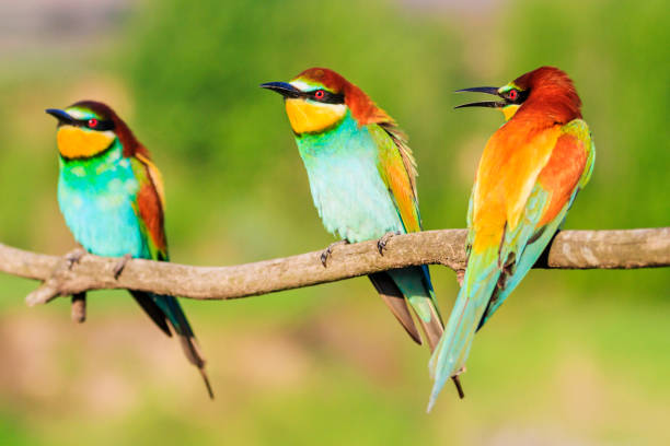 istock bird of paradise colorful three sit on a branch 1148820010