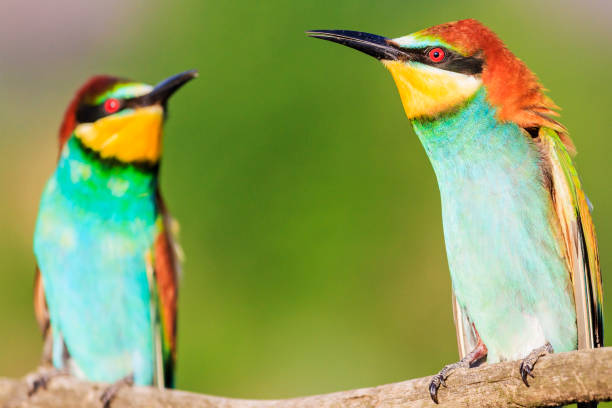 istock two beautiful colorful birds chatting against each other 1148820030