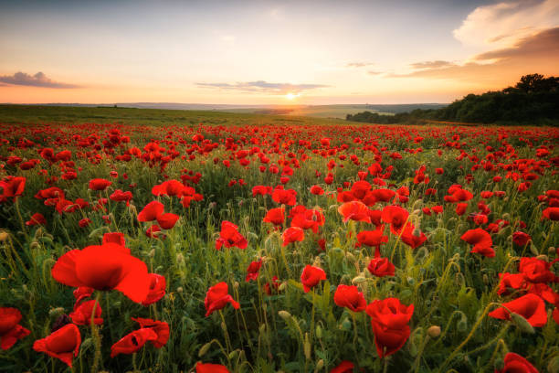 istock Poppy field at sunset 1148820040
