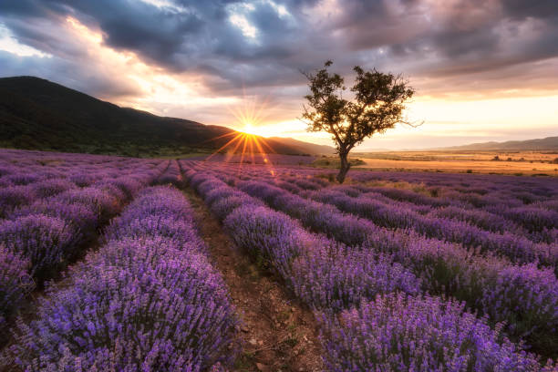 istock Lavender field at sunrise 1148820152