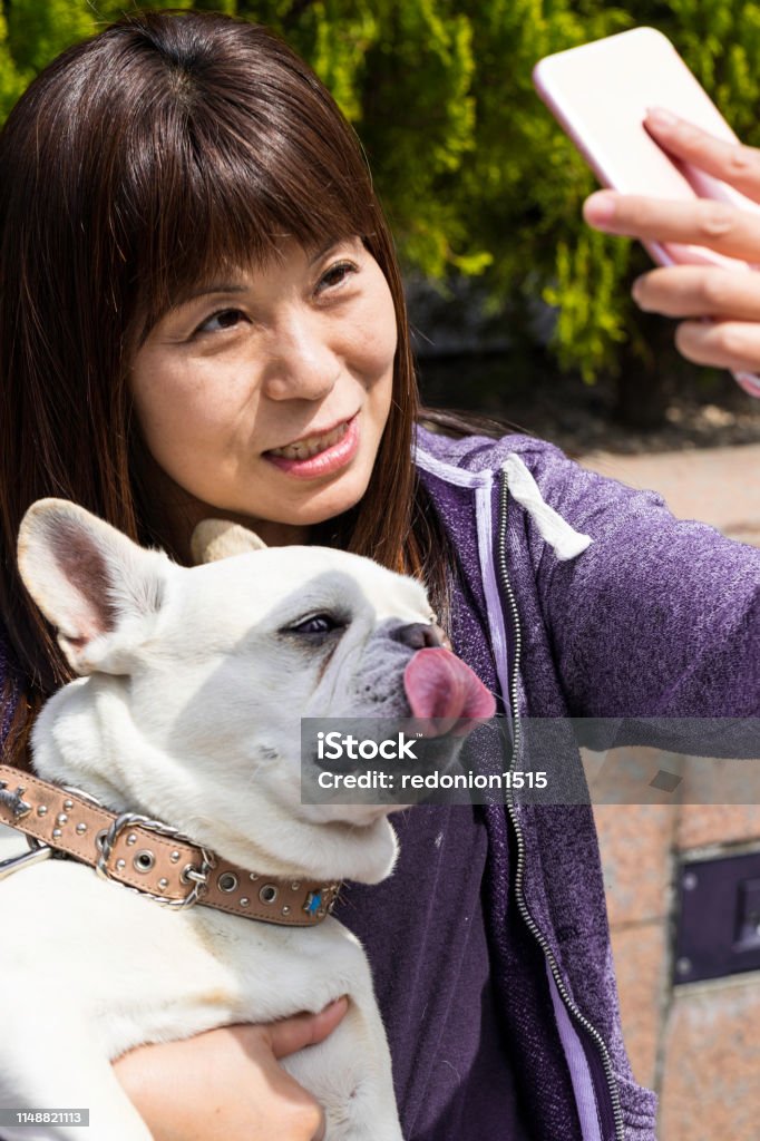 How hard to do selifie with French Bulldog oh well, French bulldog is not obedient enough when we want to do selfie with them. Look at the pictures, he is showing his tongue or closing his eyes :D  So much "I-don't-care-attitude" but I love it anyway. Adult Stock Photo