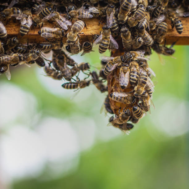istock the working bees on honey cells in a hive 1148822188