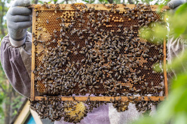 istock the working bees on honey cells in a hive 1148822196