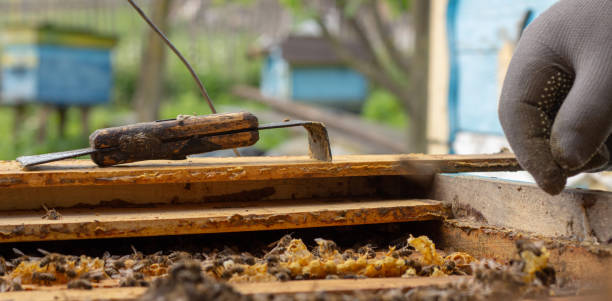 istock the working bees on honey cells in a hive 1148822209