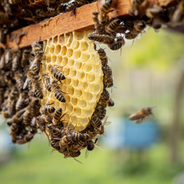 istock the working bees on honey cells in a hive 1148822217