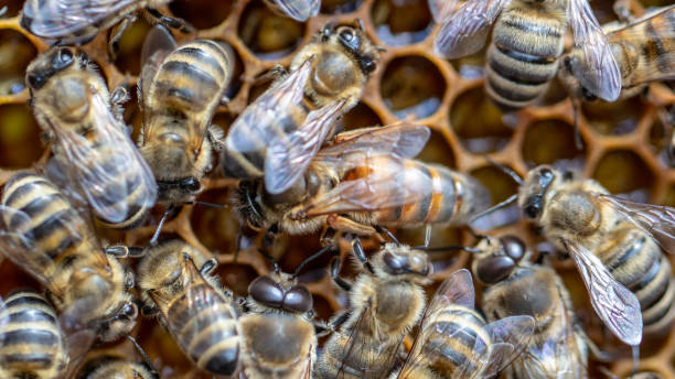istock Many working bees on the surface of cells with honey and larvae. Backgound, 1148823981