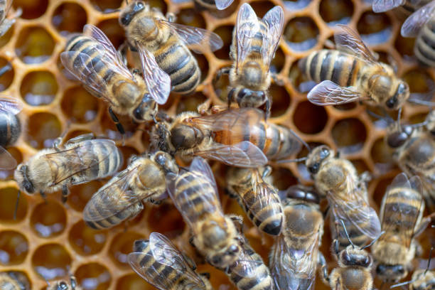 istock Many working bees on the surface of cells with honey and larvae. Backgound, 1148824006