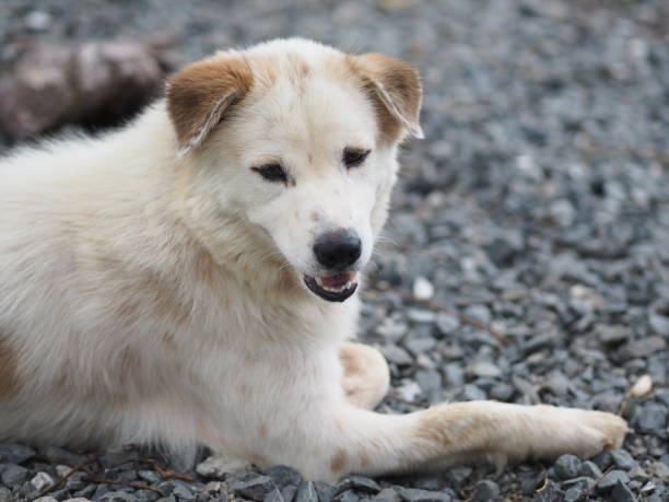 istock white dog sleep on stone floor 1148824073