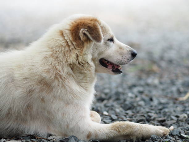 istock white dog sleep on stone floor 1148824095