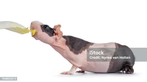 Pink With Black Spots Skinny Pig On White Stock Photo - Download Image Now - Guinea Pig, Naked, Alertness