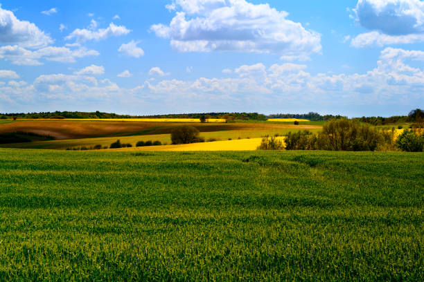istock Green wheat and Yellow rapeseed fields in bloom. Spring background. Copy space. Soft focus 1148825556