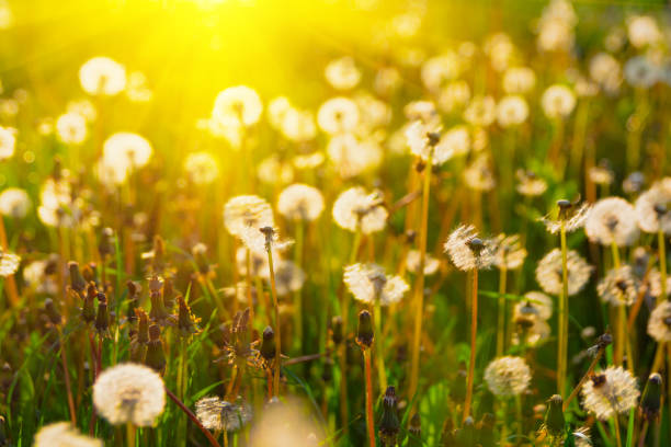 istock Close up dandelion flowers with sunlight rays. Spring background. Copy space. Soft focus 1148825575