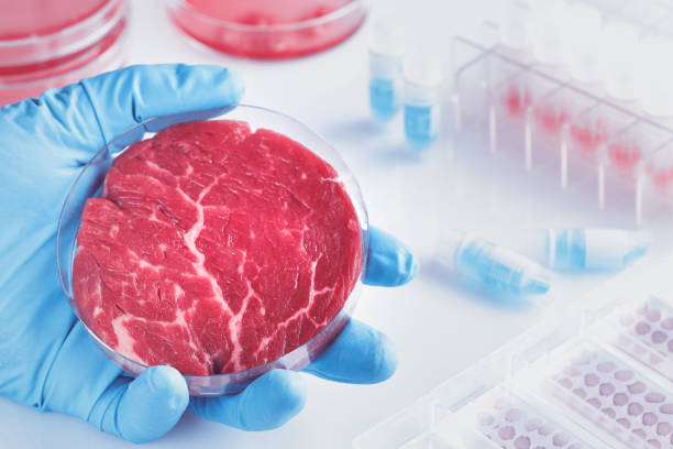 istock Meat sample in open  disposable plastic cell culture dish in modern laboratory 1148826700