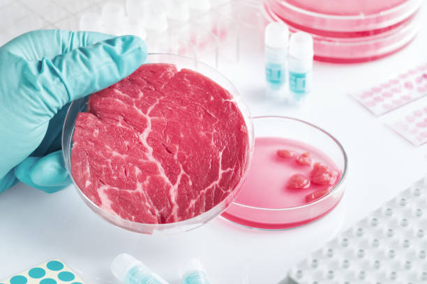 istock Meat sample in open  disposable plastic cell culture dish in modern laboratory 1148826840