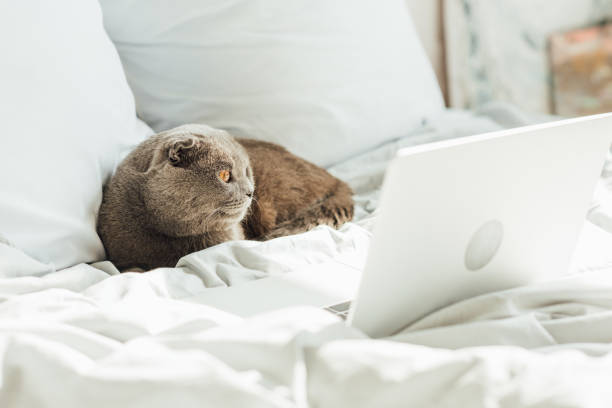 istock cute scottish fold cat lying in bed with laptop at home 1148827670