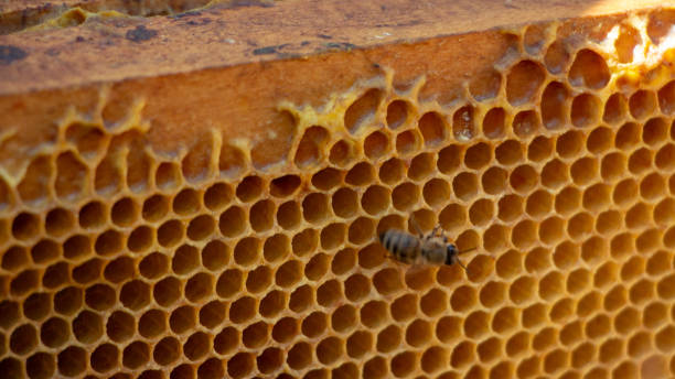 istock Honeycomb with honey. macro shot texture close up 1148829420