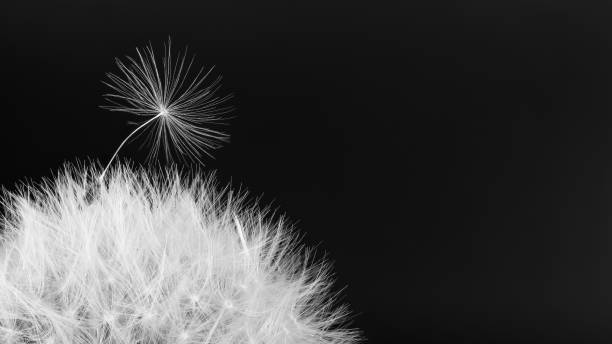 Common dandelion blowball. Artistic detail of soft fluff. Taraxacum officinale Black and white overblown bloom. Fragile spring wildflower. Fluffy seeds on dark background.  fuzz, pappus. Copy space. Hope, stand out or sympathy dandelion photos stock pictures, royalty-free photos & images